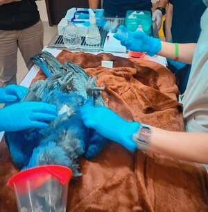 Imputan a presunto vendedor de animales silvestres tras rescate de tres guacamayos - ABC en el Este - ABC Color