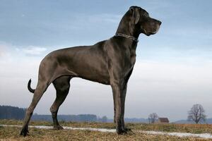 Torsión gástrica: cómo prevenir y tratar esta emergencia en razas de perros gigantes - Mascotas - ABC Color