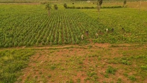 SENAD destruye plantación y acopio de marihuana en San Pedro - Concepción al Día