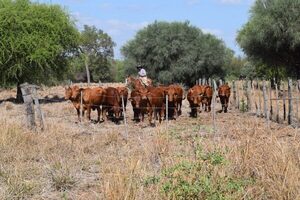 La Niña tiene un 60% de probabilidad de aparecer, pero sería de baja intensidad