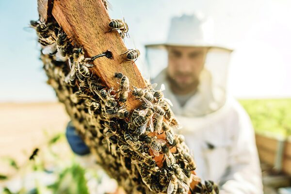 El Señor de las Abejas: un emprendimiento familiar que endulza con calidad y tradición - La Tribuna