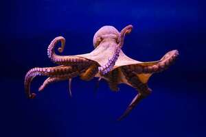 ¡Los secretos de los tentáculos de pulpo que están fascinando a los científicos y a la robótica! - Ciencia - ABC Color