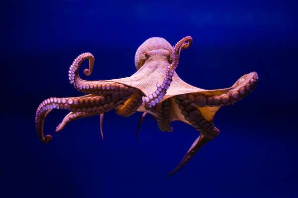 ¡Los secretos de los tentáculos de pulpo que están fascinando a los científicos y a la robótica! - Ciencia - ABC Color