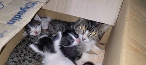 Maltrato animal en Obligado: dejan a dos gatas con sus crías a su suerte