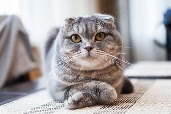 Orejas plegadas y dolor crónico: la realidad detrás del Scottish Fold que debés conocer - Mascotas - ABC Color