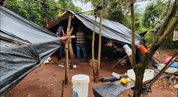 Tres hectáreas de marihuana y 450 kilos de droga procesada se destruyen en San Pedro - ADN Digital