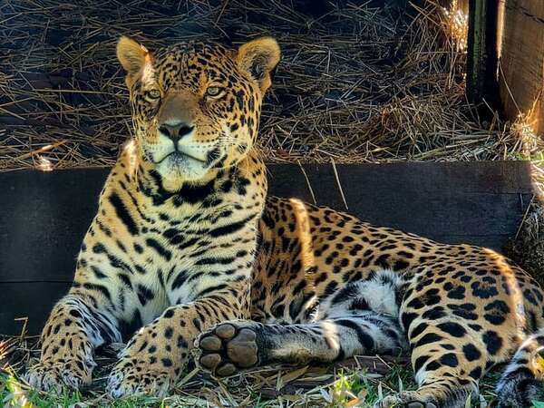 Centro Ambiental Tekotopa: preapertura de un nuevo centro de conservación e investigación  - Nacionales - ABC Color