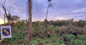 Diario HOY | Destruyen campamento de marihuana en Capitán Bado
