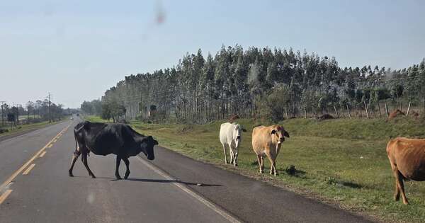 Diario HOY | Frente a la muerte, los animales tienen reacciones “muy complejas”