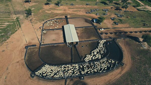 Sola Marca remata genética de referencia Brangus, Braford y Brahman de Del Duero, este domingo