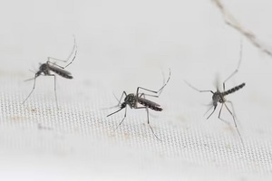 Once regiones del país registran aumento de casos de dengue