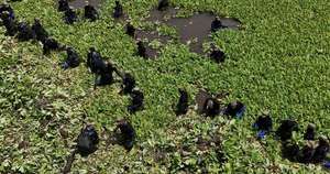 La Nación / El Salvador desplegó al ejército para combatir a la “lechuga de agua”