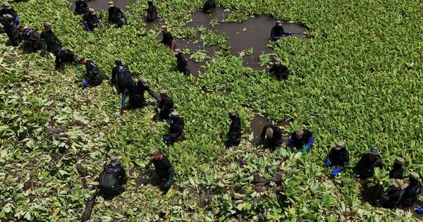 La Nación / El Salvador desplegó al ejército para combatir a la “lechuga de agua”