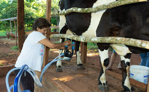 Productores tamberos de Cambyretá refuerzan el acopio de leche en el distrito