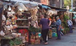 Jaguarete ka’a, la hierba medicinal guaraní para el estómago
