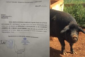Insólito: Fiscalía ordena búsqueda de un chancho en lugar de perseguir al crimen