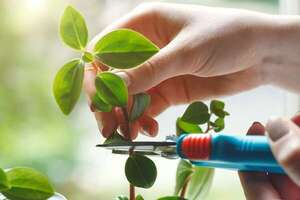 ¿Las plantas sienten dolor? La sorprendente ciencia detrás de sus respuestas eléctricas - Ciencia - ABC Color