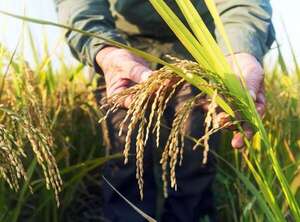 Proyectan mayor superficie de arroz - ABC Rural - ABC Color