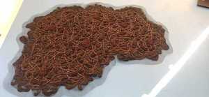 Sobre "Fungarium", muestra de Rodrigo Spelt