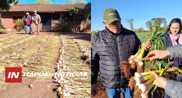 CONSTATAN EXCELENTE AVANCE DEL CULTIVO DE AJO EN GENERAL ARTIGAS