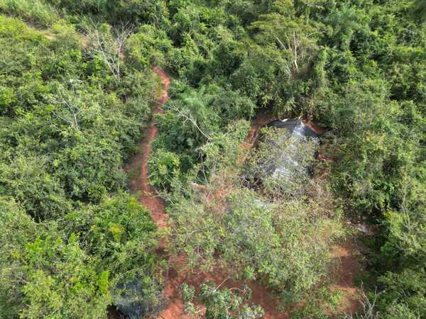 Destruyen plantación y centro de acopio de marihuana en San Pedro