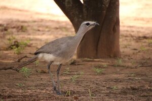 Una centinela del Chaco Seco: la sarîa hû o chuña de patas negras
