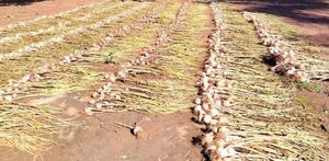 Avanza con éxito el cultivo de ajo en General Artigas