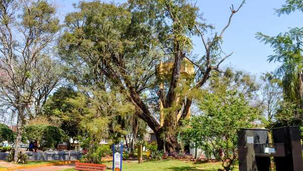 Proyectan multiplicar añoso e histórico curupay de la Plaza de Armas de Encarnación