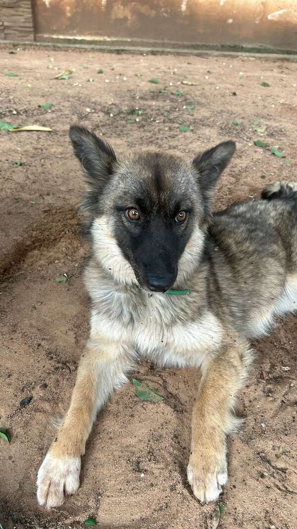 Aprehenden a un hombre en Benjamín Aceval por presunto maltrato animal - Policiales - ABC Color