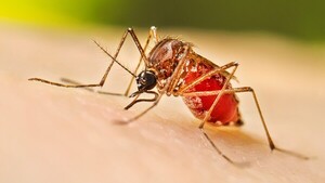 Dengue se mantiene estable en Paraguay, pero alertan aumento leve de notificaciones en 11 regiones