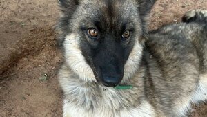 Doña ató a su perro por la moto y lo arrastró