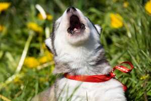 ¿Tu husky canta? La sorprendente conexión entre aullidos y emociones en estos peludos - Mascotas - ABC Color
