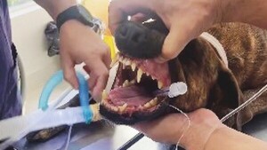 Analizan dentadura de dos perros tras ataque mortal