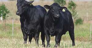 La Nación / Raza Brangus realizará feria de más de 500 vientres en la Nacional de Primavera