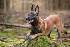 El perro pastor belga Malinois: una raza que exige más que un simple paseo - Mascotas - ABC Color