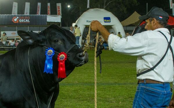 La genética brangus marcará un nuevo estándar en la exposición de primavera