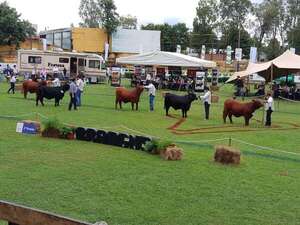 Brangus y Brahman se preparan para sus exposiciones ganaderas  - ABC Rural - ABC Color
