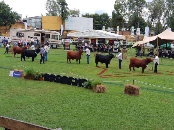 Brangus y Brahman se preparan para sus exposiciones ganaderas  - ABC Rural - ABC Color