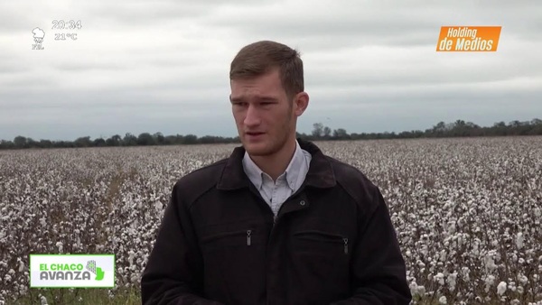 Video: ElChacoAvanza | Plantación Algodón Chortitzer