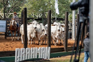 Competencia y genética de alto nivel en el Brahman de Corral 2025
