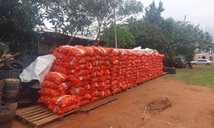 Contrabando de cebolla, decomisan millonaria carga en Santa Rosa del Aguaray - OviedoPress