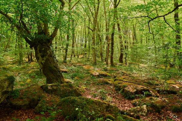 Sorprendentes tasas de respiración del suelo podrían cambiar las proyecciones climáticas globales - Ciencia - ABC Color
