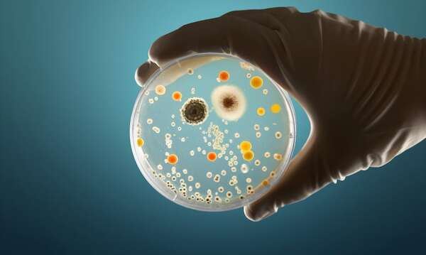 Día Internacional del Microorganismo: ¿sabías que producen la mitad del oxígeno del planeta? - Ciencia - ABC Color