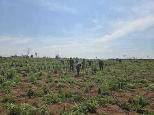 Destruyen marihuana por más 3,7 millones de dólares en San Pedro