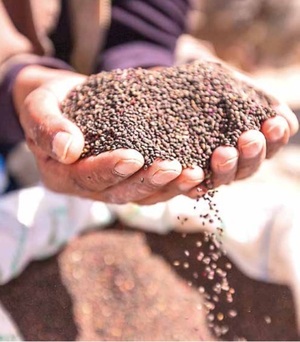 Producción de chía en San Pedro