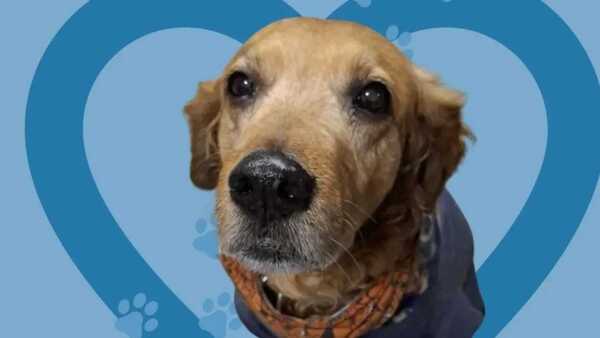 Organizan rifa para salvar a Rubio, el perrito bombero de Asunción