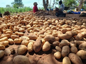Comunidad indígena Vy’arenda logró producir 690 kilos de papa con acompañamiento del MAG - ADN Digital