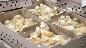 Fortalecen agricultura familiar en Ñeembucú mediante entrega de insumos | Unicanal