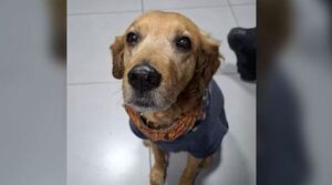 "Rubio", el perro bombero de Asunción, necesita ayuda: rifan para su tratamiento