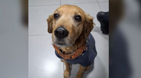 "Rubio", el perro bombero de Asunción, necesita ayuda: rifan para su tratamiento